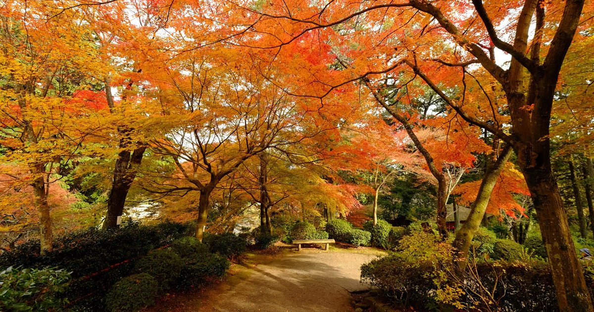 A path through a park lined with trees in full orange and red autumn color