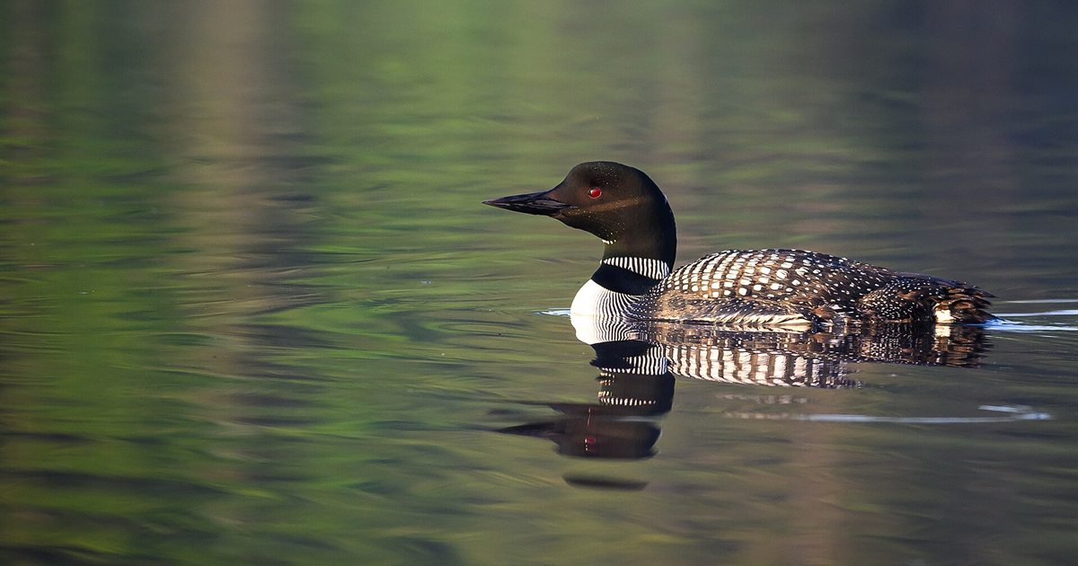A common loon, the bird pictured on Canada's one-dollar coin, swimming on a calm lake